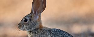Preview wallpaper rabbit, animal, fluffy, profile