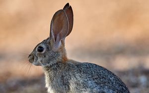 Preview wallpaper rabbit, animal, fluffy, profile