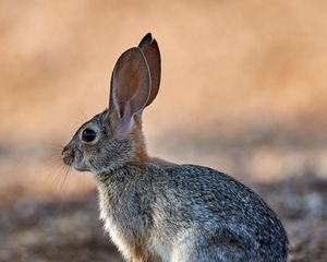 Preview wallpaper rabbit, animal, fluffy, profile