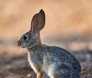 Preview wallpaper rabbit, animal, fluffy, profile