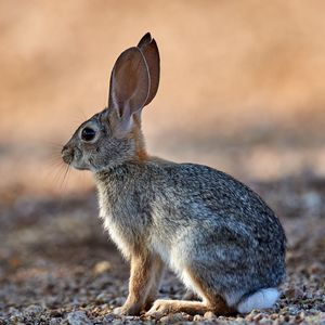 Preview wallpaper rabbit, animal, fluffy, profile