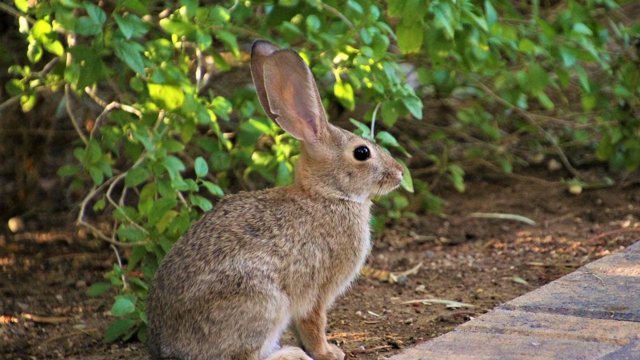 Wallpaper rabbit, animal, fluffy, profile, look