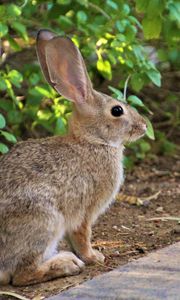 Preview wallpaper rabbit, animal, fluffy, profile, look