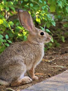 Preview wallpaper rabbit, animal, fluffy, profile, look