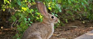 Preview wallpaper rabbit, animal, fluffy, profile, look
