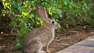 Preview wallpaper rabbit, animal, fluffy, profile, look