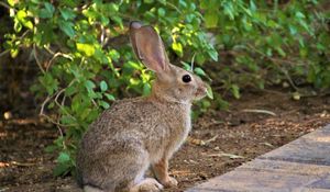 Preview wallpaper rabbit, animal, fluffy, profile, look