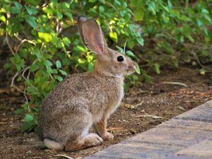 Preview wallpaper rabbit, animal, fluffy, profile, look