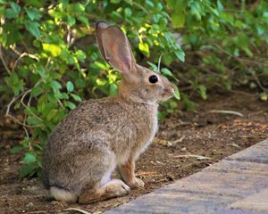 Preview wallpaper rabbit, animal, fluffy, profile, look