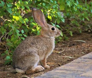 Preview wallpaper rabbit, animal, fluffy, profile, look