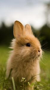Preview wallpaper rabbit, animal, fluffy, cub, greens
