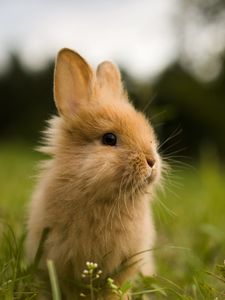 Preview wallpaper rabbit, animal, fluffy, cub, greens