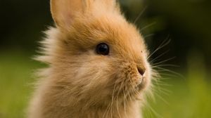 Preview wallpaper rabbit, animal, fluffy, cub, greens