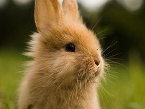 Preview wallpaper rabbit, animal, fluffy, cub, greens