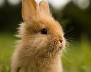 Preview wallpaper rabbit, animal, fluffy, cub, greens