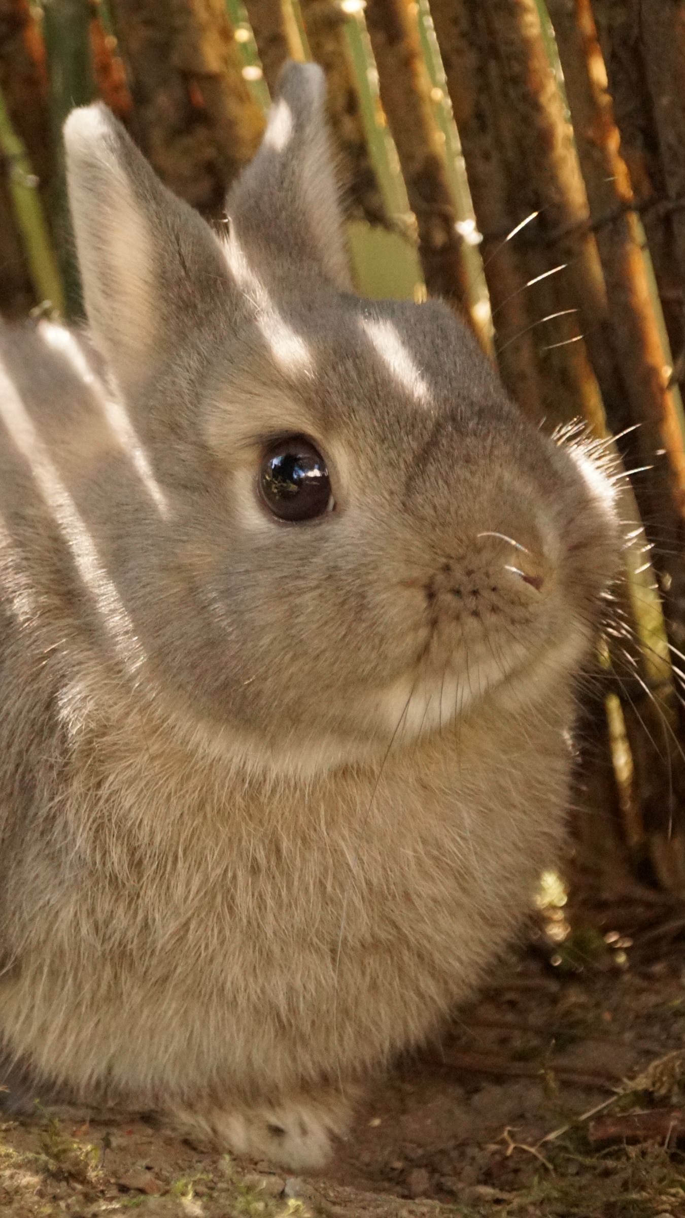 1350x2400 Wallpaper rabbit, animal, fluffy, cute