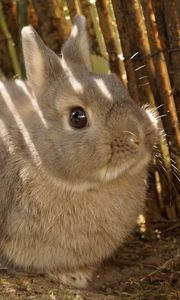 Preview wallpaper rabbit, animal, fluffy, cute