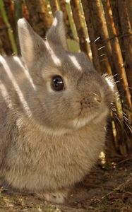 Preview wallpaper rabbit, animal, fluffy, cute