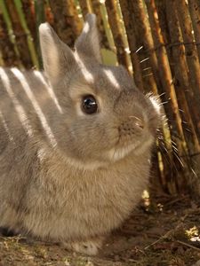 Preview wallpaper rabbit, animal, fluffy, cute