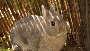 Preview wallpaper rabbit, animal, fluffy, cute