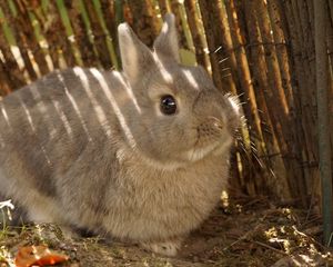Preview wallpaper rabbit, animal, fluffy, cute