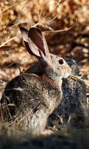 Preview wallpaper rabbit, animal, grass, fluffy