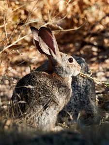 Preview wallpaper rabbit, animal, grass, fluffy