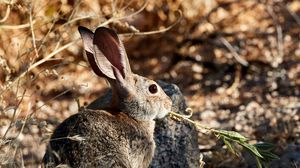 Preview wallpaper rabbit, animal, grass, fluffy