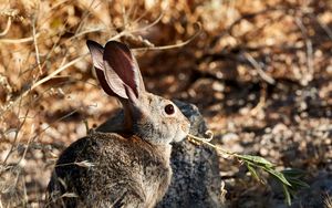 Preview wallpaper rabbit, animal, grass, fluffy