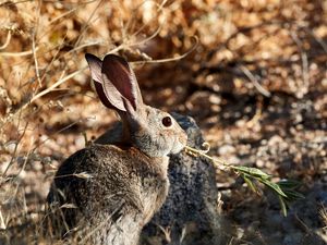 Preview wallpaper rabbit, animal, grass, fluffy