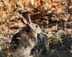 Preview wallpaper rabbit, animal, grass, fluffy