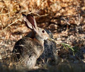 Preview wallpaper rabbit, animal, grass, fluffy