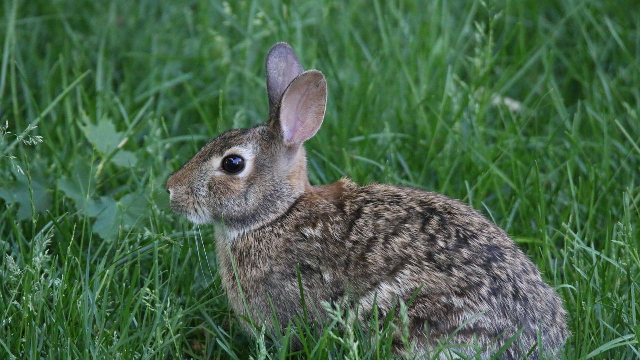 Wallpaper rabbit, animal, grass