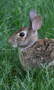 Preview wallpaper rabbit, animal, grass