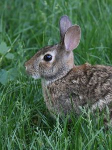 Preview wallpaper rabbit, animal, grass