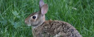 Preview wallpaper rabbit, animal, grass