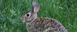 Preview wallpaper rabbit, animal, grass
