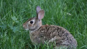 Preview wallpaper rabbit, animal, grass