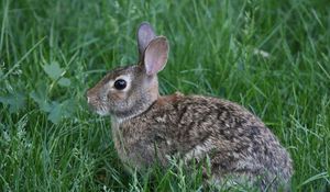Preview wallpaper rabbit, animal, grass
