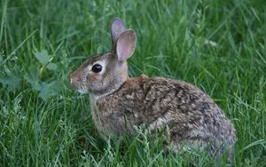 Preview wallpaper rabbit, animal, grass