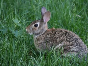 Preview wallpaper rabbit, animal, grass