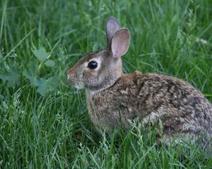 Preview wallpaper rabbit, animal, grass