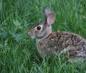 Preview wallpaper rabbit, animal, grass