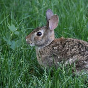 Preview wallpaper rabbit, animal, grass