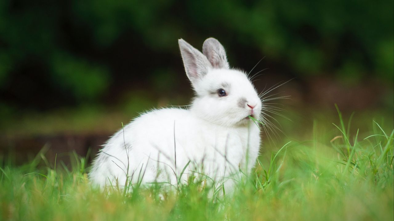 Wallpaper rabbit, animal, grass, cute, white, fluffy