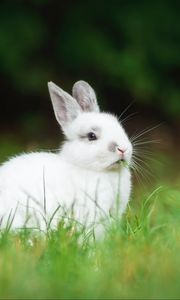 Preview wallpaper rabbit, animal, grass, cute, white, fluffy