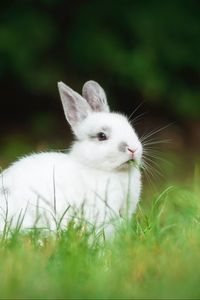 Preview wallpaper rabbit, animal, grass, cute, white, fluffy