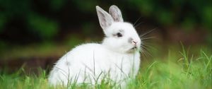 Preview wallpaper rabbit, animal, grass, cute, white, fluffy
