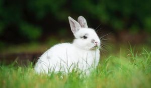 Preview wallpaper rabbit, animal, grass, cute, white, fluffy