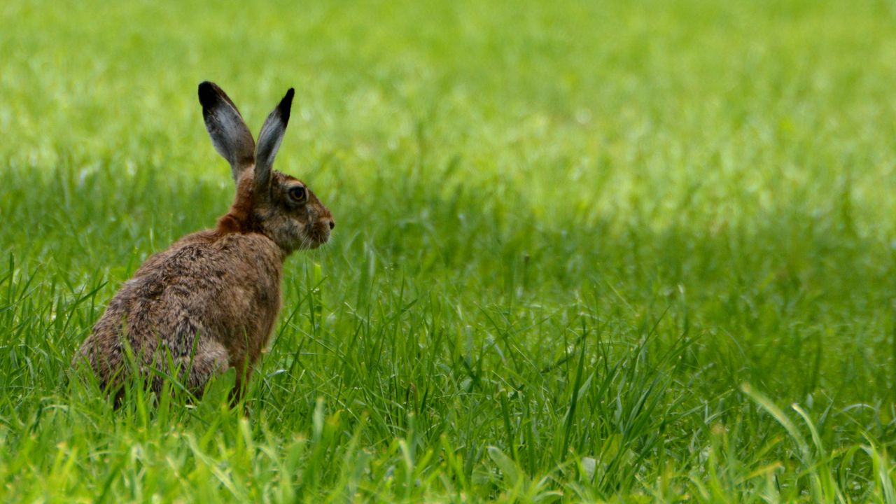 Wallpaper rabbit, animal, grass, field